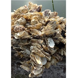 Product Info Image 1